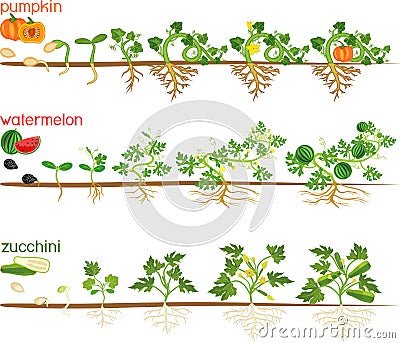 Set of life cycles of gourd plants. Stages of watermelon, pumpkin, zucchini growth from seed and sprout to harvest Vector Illustration