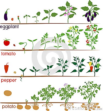 Set of life cycles of nightshade plants pepper, tomato, potato and eggplant. Vector Illustration