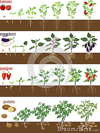 Set of life cycles of nightshade plants pepper, tomato, potato and eggplant. Vector Illustration