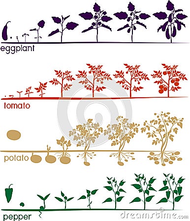 Set of life cycles of nightshade plants Vector Illustration