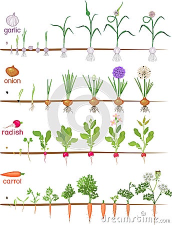 Set of life cycles of vegetable plants garlic, radish, carrot and onion. Vector Illustration