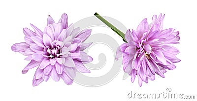 Set of lilac aster flowers Stock Photo