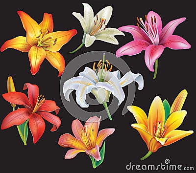 Set of lilies heads Vector Illustration
