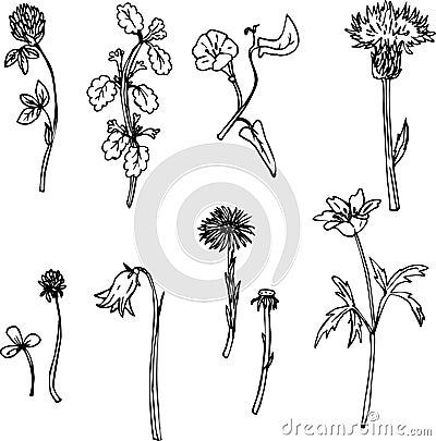 Set of line drawing herbs Vector Illustration