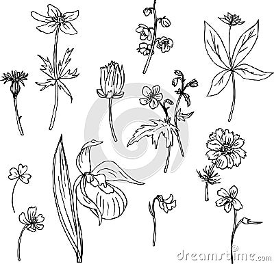 Set of line drawing herbs Vector Illustration