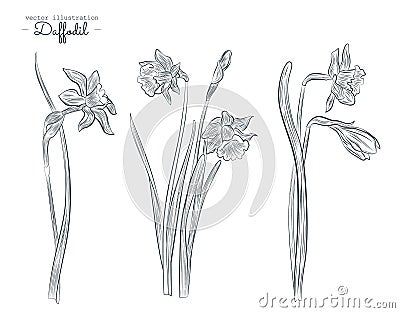 Set of line drawing narcissus. Daffodils. Vector Illustration