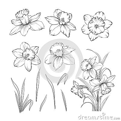 Set of line drawing narcissus. Daffodils blossom bundle. Black flowers isolated over white. Flowers contour collection. Vector Illustration