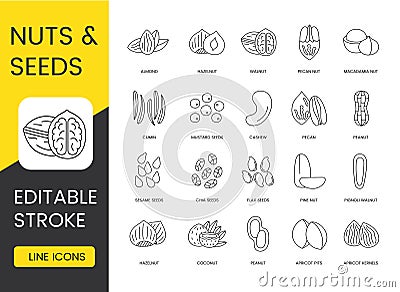 Set of line icon in vector hazelnut and almond seeds and nuts, walnut and pecan nut, cumin and macadamia, cashew and Vector Illustration