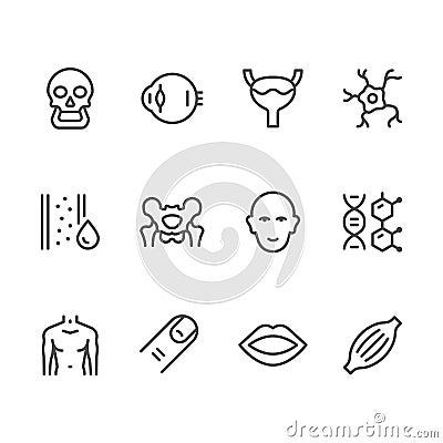 Set line icons of human organs Vector Illustration