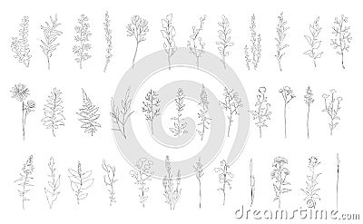 Set of linear contour sketch herbs. Floral collection Cartoon Illustration