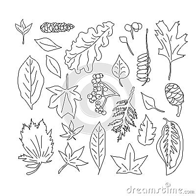 Set of linear sketches, doodles of various leaves. Outline of botanical elements.Vector graphics. Vector Illustration