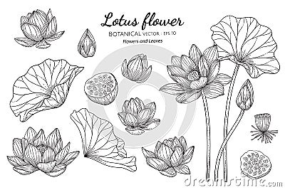 Set of Lotus flower and leaf hand drawn botanical illustration with line art on white backgrounds Vector Illustration