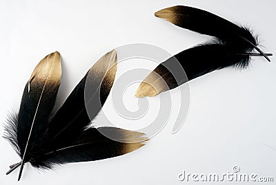 Set of luxury gilded gold golden black swan feather on white background Stock Photo