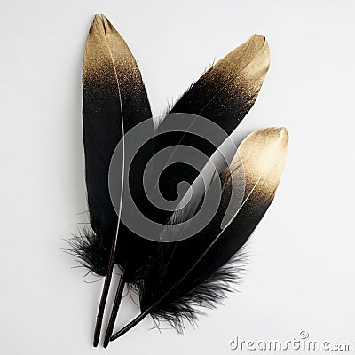 Set of luxury gilded gold golden black swan feather on white background Stock Photo