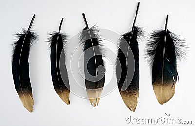 Set of luxury gilded gold golden black swan feather on white background Stock Photo