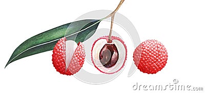 Set of lychee fruits isolated on white background. Watercolor illustration. Cartoon Illustration