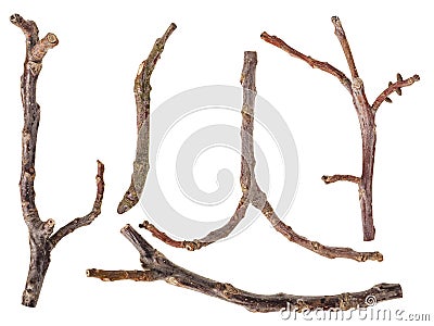 Set of macro dried tree twigs isolated on white Stock Photo