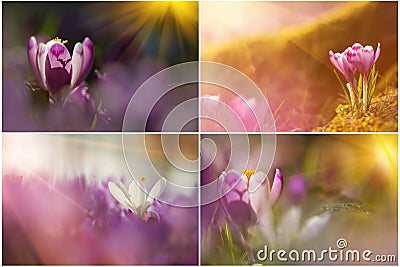 Set of majestic blooming crocus flowers. Fairytale sunlight on spring flower crocus. View of magic blooming spring flowers crocus Stock Photo