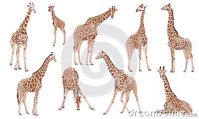 A set of males, females and cubs of Giraffa camelopardalis giraffes in different poses. Vector Illustration