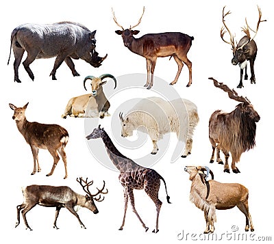 Set of mammal animals over white Stock Photo