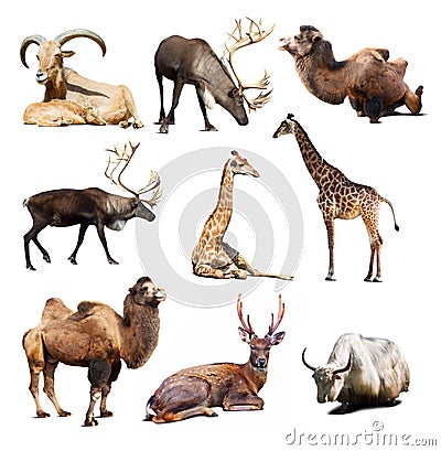 Set of mammal animals over white background with shadows Stock Photo