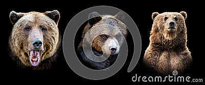 Set of many bear. Wildlife animal on black background Stock Photo