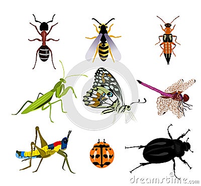 Set of many beautiful insects on a white background Vector Illustration
