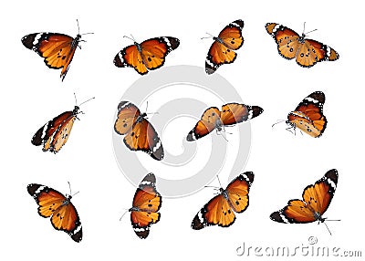 Set of many flying painted lady butterflies on background Stock Photo