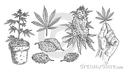 Set Marijuana. Buds, hand hold leaf, plant in pot. Vintage black vector engraving Vector Illustration