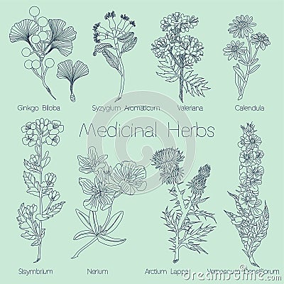 Set of Medical Herbs Vector Illustration