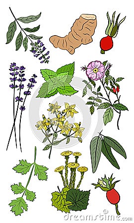 A set of medicinal herbs and plants Vector Illustration