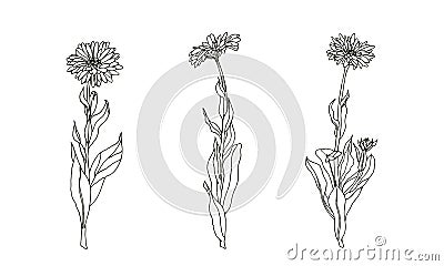 Set of medicinal plant. Black and white calendula vector. Vector Illustration