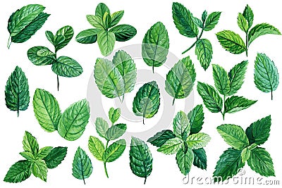 Set of mint leaves on isolated white background, watercolor illustration, peppermint and spearmint Cartoon Illustration