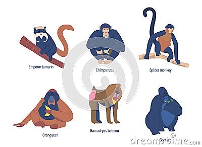 Set Of Monkeys, Golden Shub-nosed, Proboscis And Emperor Tamarin, Chimpanzee. Spider, Hamadryas Baboon And Marmoset Vector Illustration