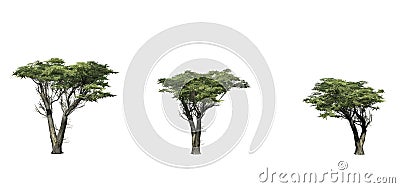 Set of Monterey Cypress trees Stock Photo