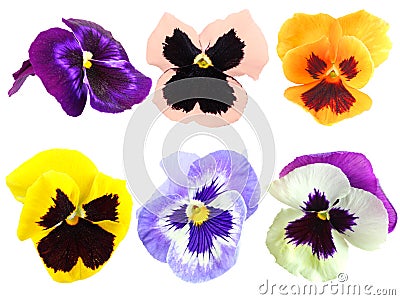 Set of motley pansy flowers Stock Photo