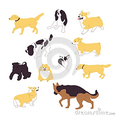 Set of multiple breed walking and sitting dogs, corgi, retriever, shepherd, terrier, spaniel, chihuahua, pomeranian Cartoon Illustration