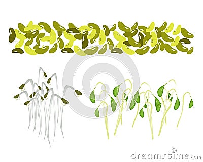 Set of Mung Beans and Sprouts on White Background Vector Illustration