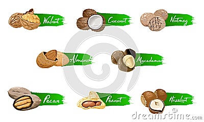 Set of named icons nuts. Logo set Vector labels with walnut, coconut, nutmeg, hazelnut, pecan, almond, peanut, macadamia Vector Illustration