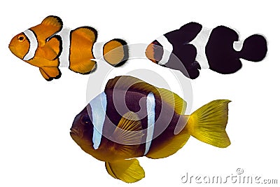 Set of Nemo fish on white background Stock Photo