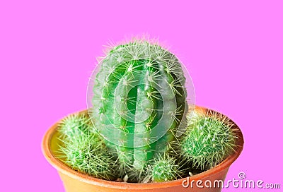 Set Neon Cactus. Minimal creative stillife, Stock Photo