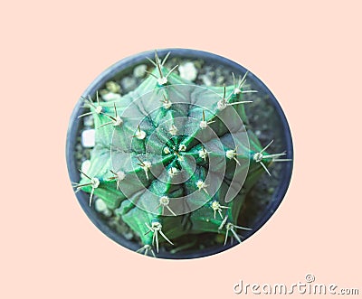 Set Neon Cactus. Minimal creative stillife, Stock Photo