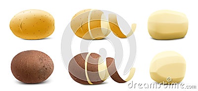 Set of New Yellow and brown Raw Whole Unpeeled Potato and Peeled Potato with twisted peel. Close up. Isolated on White Background Vector Illustration