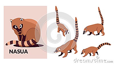 Set Nosua, or coati, is a genus of small mammals of the raccoon family, common in both American continents. Vector Vector Illustration