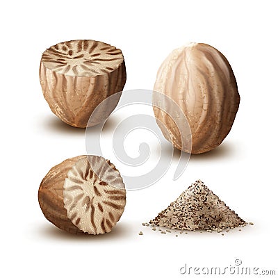 Set of nutmegs Vector Illustration