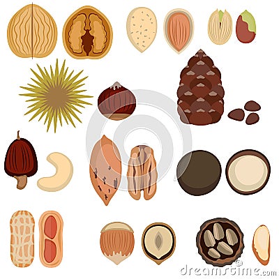 Set of nuts. Vector Illustration