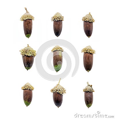 Set of oak acorns isolated on white background Stock Photo