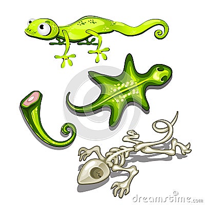 The set of objects on the subject of lizards isolated on white background. Vector illustration. Vector Illustration