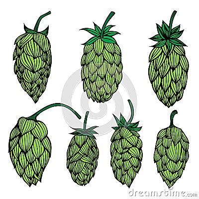 Set og Hop plant Vector Illustration