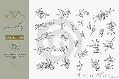 A set of Olive Branches in a Modern Linear Minimal Style. Vector Illustrations of Branches With fruits and Leaves Vector Illustration